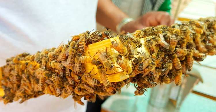 Cenne działanie pierzgi pszczelej