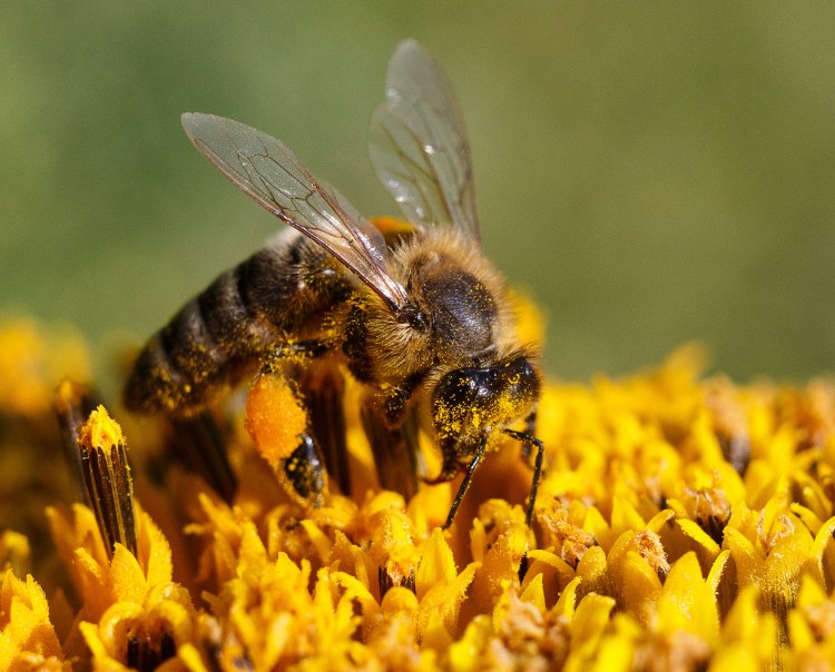 Produkcja pyłku pszczelego