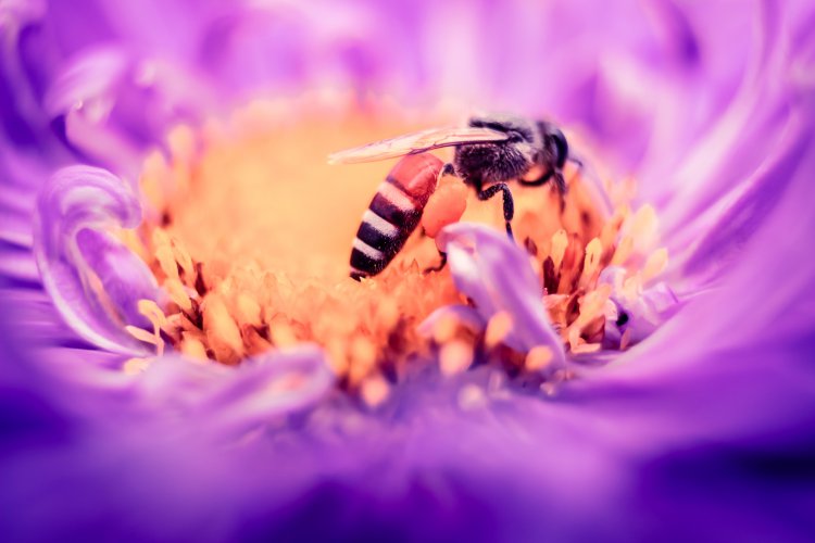 Przyswajalna pierzga pszczela