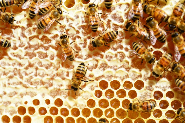 Skład pyłku pszczelego