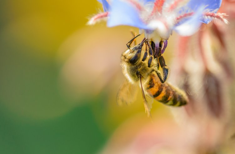 Właściwości pyłku pszczelego